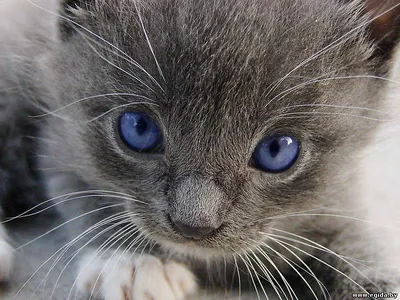 Ветеринарная Клиника «Darel» on Instagram: \"БОЛЕЗНИ ГЛАЗ КОШЕК 🐱 Болезни глаз  кошек встречаются достаточно часто. В список наиболее распространённых  причин входят травмы, попадания инородных тел и инфекции, развивающиеся в  результате контакта с