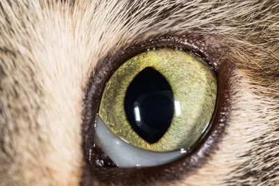 Фотогалерея Центра ветеринарной офтальмологии доктора Шилкина | Виды заболеваний  глаз у кошек и собак | Видео микрохирургических операций | Диагностика |  Терапия | Микрохирургия | Стационар | Анестезиология | Цены | Специалисты |