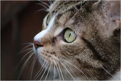Болезни глаз у кошек | Karmy | Дзен