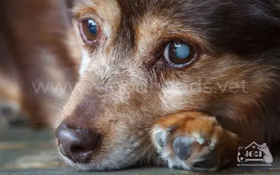 Почему у собаки гноятся глаза и как это вылечить? | Zoohub