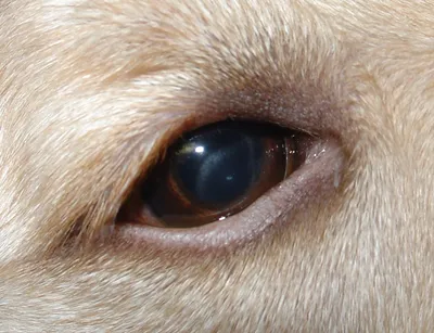 Выделения из глаз у собаки - Самые распространенные причины | ZooVision Спб