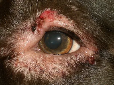 Глаукома у собак и кошек – причины и последствия развития, как проводится  диагностика и лечение