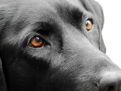 Пигментозный кератит у собак: причины, симптомы, лечение