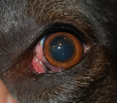 Мутные глаза у собаки – что это - ветеринарная офтальмология Реком