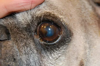 Узнайте склонен ли ваш питомец к выпадению глаз? | For Pet | Дзен