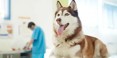 Аденома третьего века у собак: лечение и операция