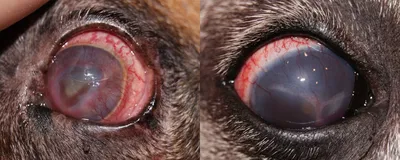 Заболевание глаз у собак фото фото