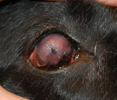 Хламидиоз у собаки: симптомы, лечение препаратами в ветклинике Живаго