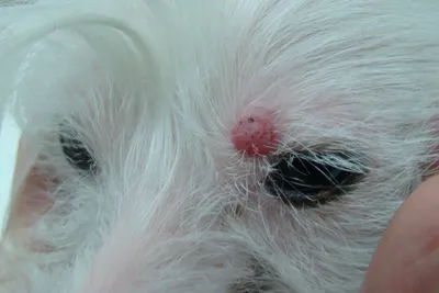 Частые проблемы с глазами у собак | Российская кинологическая федерация |  Дзен