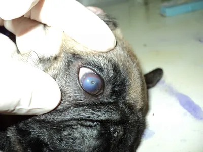 Паннус и плазмома у собак/ Chronic superficial keratitis in dogs (pannus)