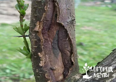 Как защитить кору плодовых деревьев от болезней