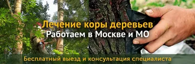 Морозобоины плодовых деревьев