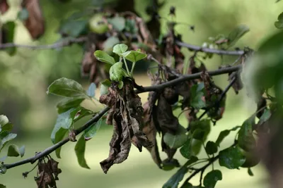 Болезни плодовых деревьев: 6 основных причин