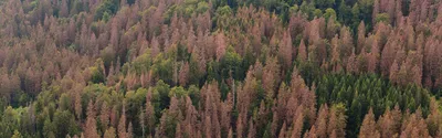 Лечение коры деревьев, методы, болезни, профилактика | Чистый Лес