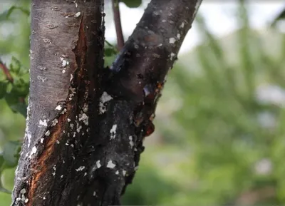 Болезни старой яблони и защита дерева: «Дачная помощь» от Россельхозцентра  по Владимирской области — АгроXXI