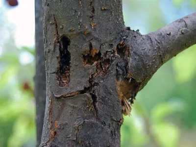 Лечение деревьев в СПб: заживление и обработка ран, дупел, трещин,  повреждений коры