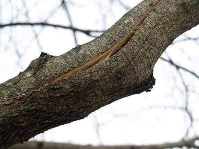 Методы лечения плодовых деревьев. Повышение урожайности плодовых