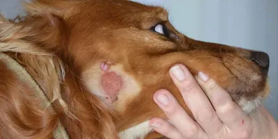Кожные заболевания у собак | Пикабу
