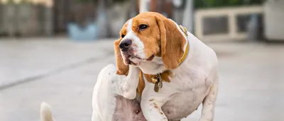 Заболевания кожи у собак - основные симптомы и профилактика | Royal Canin UA