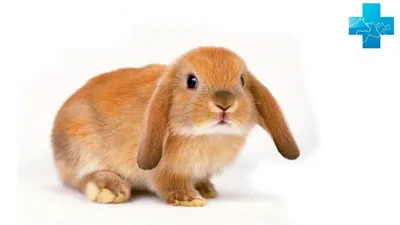 Неинфекционные болезни кроликов