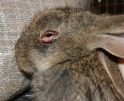 Миксоматоз кроликов: симптомы, причины заболеваний - YouTube