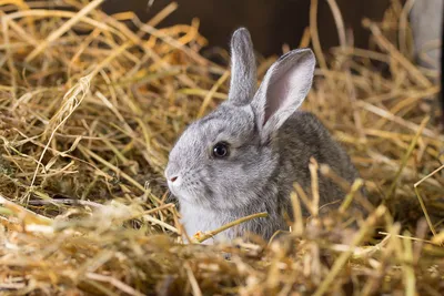 Бешенство кроликов: признаки и методы профилактики
