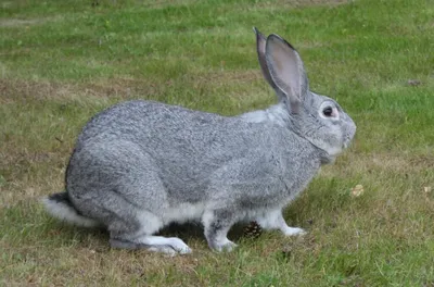 Информация о вирусной геморрагической болезни кроликов :: Krd.ru