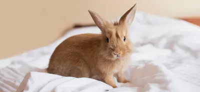 Прививки кроликам - Ветеринар Карлсруэ - Центр мелких животных Арндт