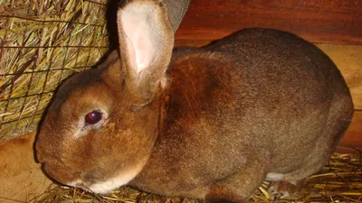 Заболевания грызунов и кроликов - Публикации Экохимтех