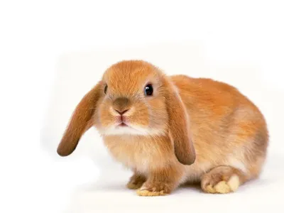 Фотографии макротипа кроликов возглавляет. Кокцидиоз или лишайник заболеваниями  кролика. Ветеринарная лекарство от фермы кролика Стоковое Изображение -  изображение насчитывающей удерживание, экзамен: 206846197
