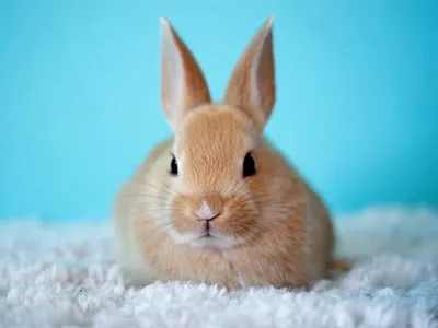 Пододерматиты кроликов и грызунов (Pododermatitis) | Ветеринарная выездная  служба