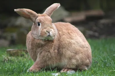 Ушной клещ у кроликов. Симптомы, лечение, профилактика — Племенные кролики  из Европы