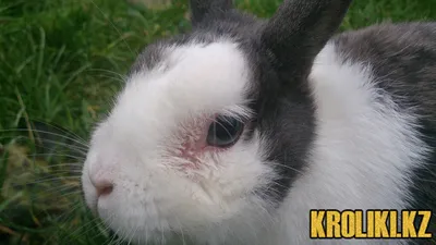 Зарегистрировано 17 случаев заболевания кроликов чумой