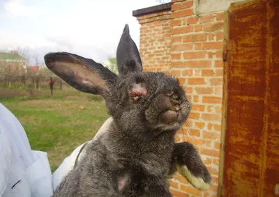 Миксоматоз у кроликов | «КроликоВед»