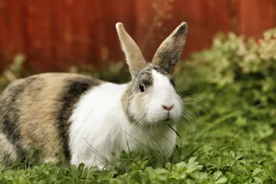 Прививки декоративным кроликам - Ветеринарный центр Природа