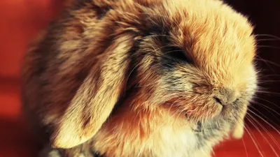 Ушной клещ у кроликов — диагностика и лечение заболевания