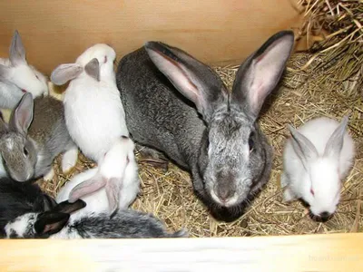 Лечение кроликов от Миксоматоза (закисшие глаза, шишки на ушах). - YouTube