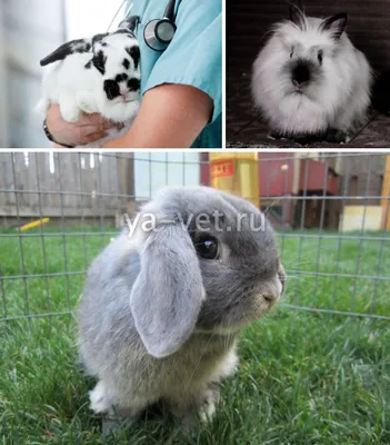 Корма и кормление кроликов | Rabbit breeding business