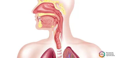нформационные материалы по формированию общественного здорового образа  жизни, в части профилактики заболеваемости полости рта