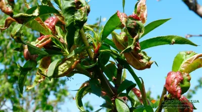 Курчавость персика: курчавость листьев персика как бороться - Agro-Market