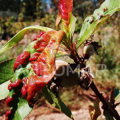 Deformans Taphrina, заболевания персика грибные закрывают вверх Стоковое  Изображение - изображение насчитывающей грибково, заболевание: 149348947