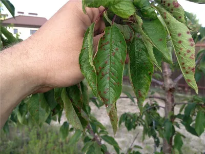 Заболевание плодовых деревьев Курчавость листьев персика - Agromar