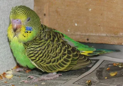 Заболевания волнистых попугаев фото фото
