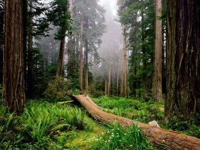 Загадочный лес фото фото