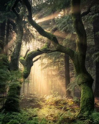 Рисунки загадочный лес - 74 фото