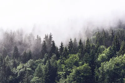 загадочный лес, туман, природа Stock Photo | Adobe Stock