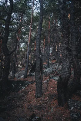 Загадочный лес | Magical forest, Fantasy creatures, Forest