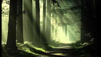 Загадочный лес :: Алексей Левченко – Социальная сеть ФотоКто