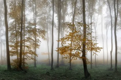 Таинственный лес картинки - 65 фото