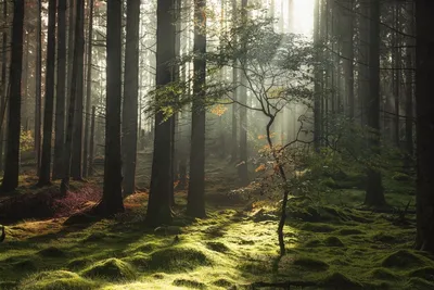Таинственный лес (75 фото) - 75 фото